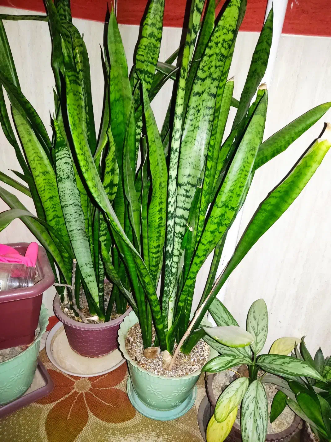 گل طبیعی|گل و گیاه طبیعی|سنقر, |دیوار