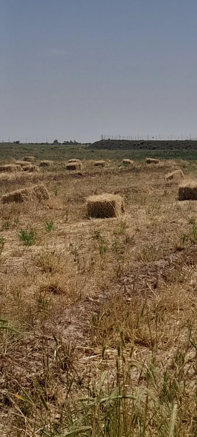 علف|لوازم جانبی حیوانات|تربت‌حیدریه, فرمانداری|دیوار