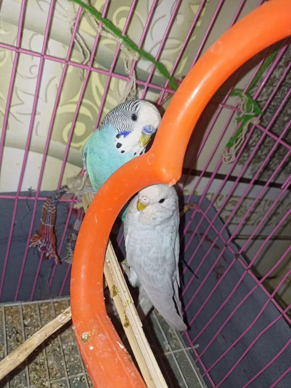 مرغ عشق|پرنده|زاهدان, |دیوار