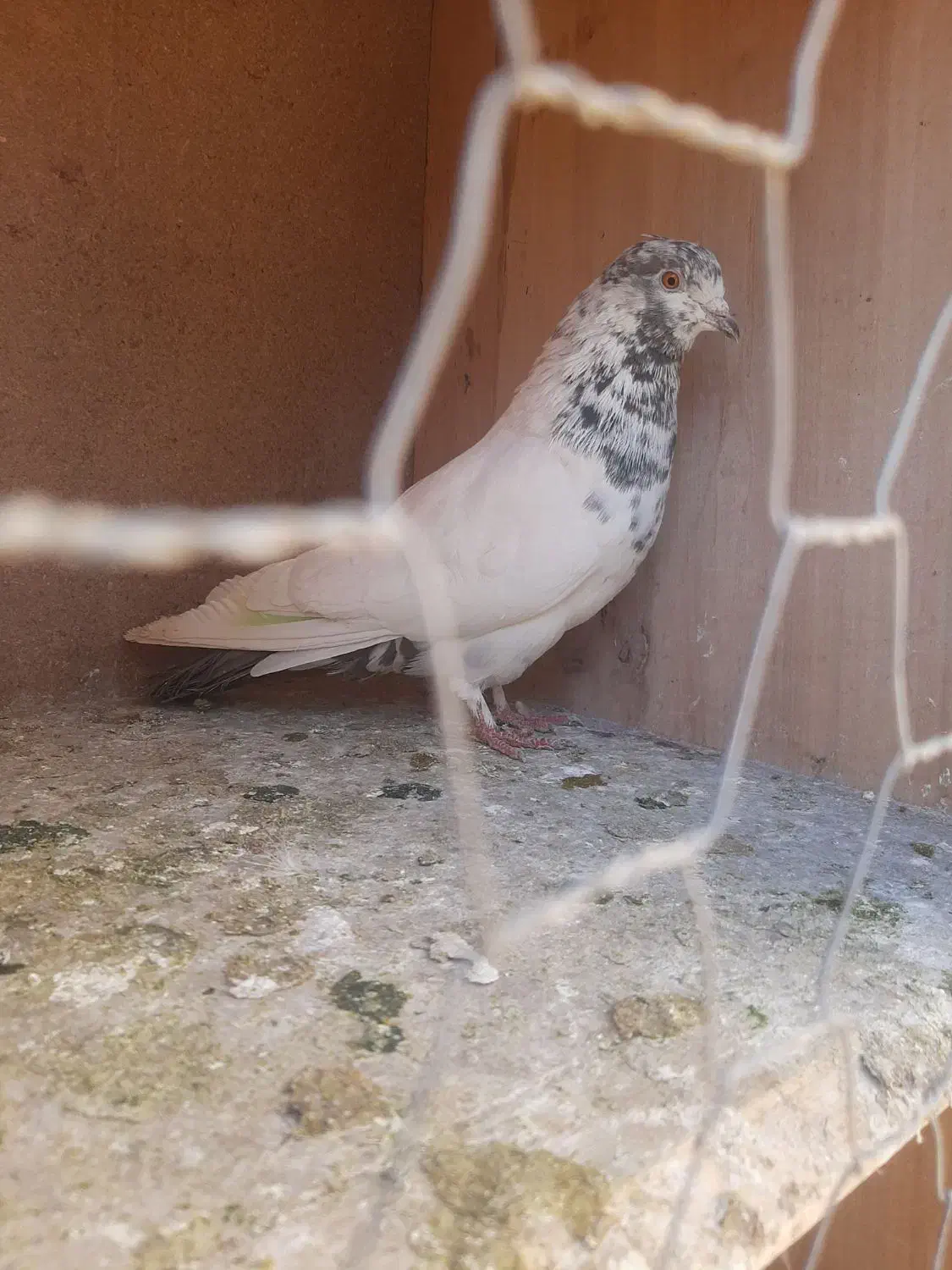 کبوتر پرشی|پرنده|گلپایگان, |دیوار