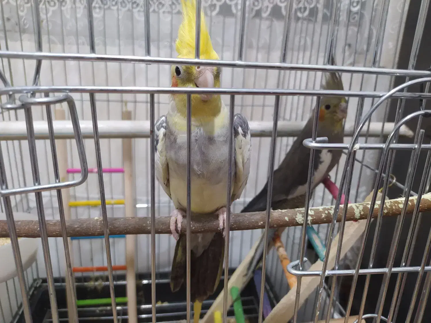 جفت عروس هلندی|پرنده|تربت جام, علوی|دیوار