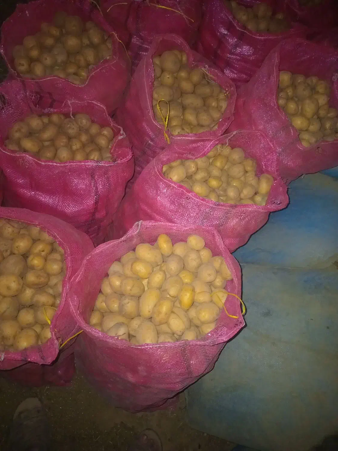 سیب کلومبا درجه یک|خوردنی و آشامیدنی|چادگان, |دیوار