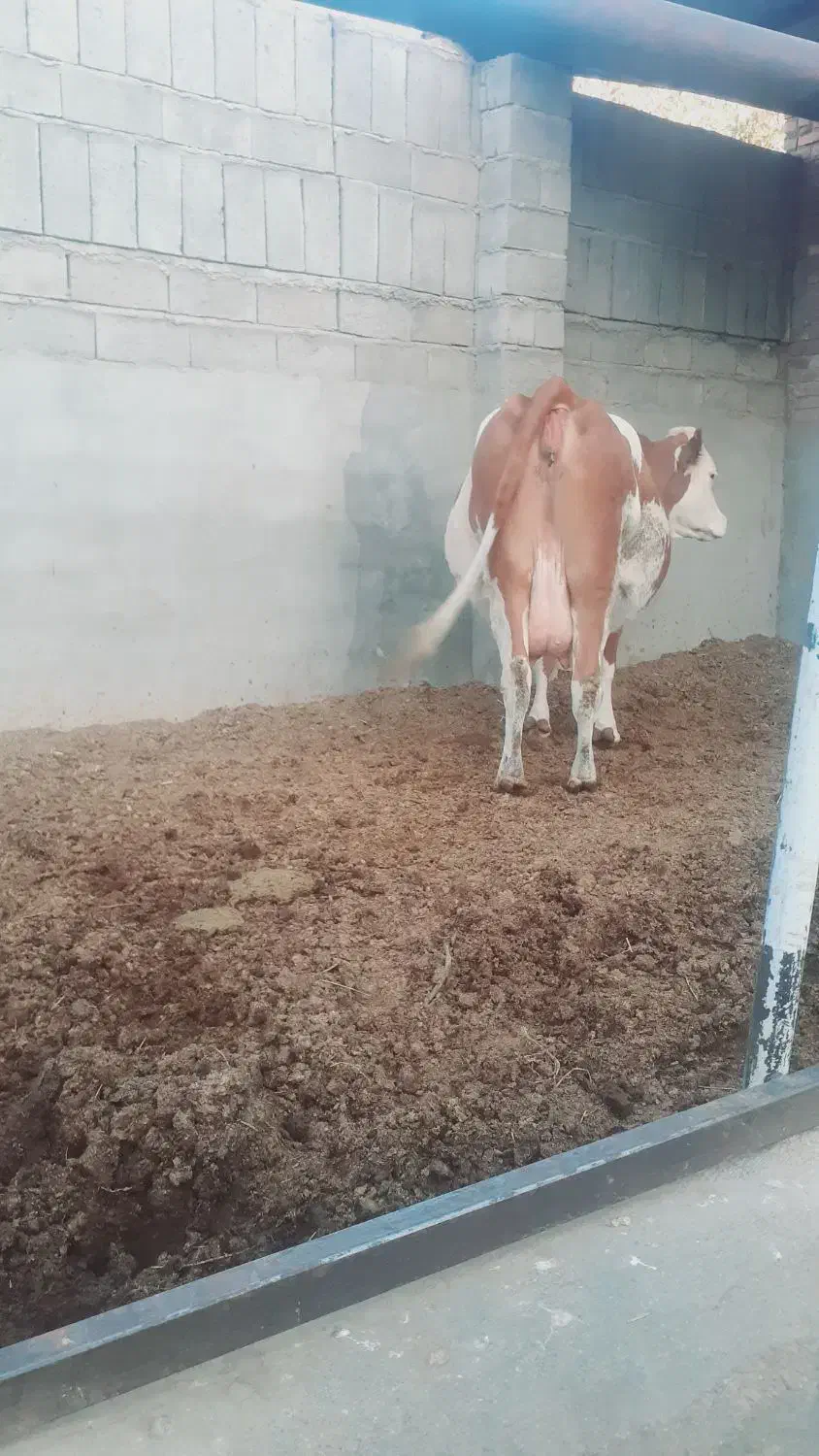 گاو|حیوانات مزرعه|بکتاش, |دیوار