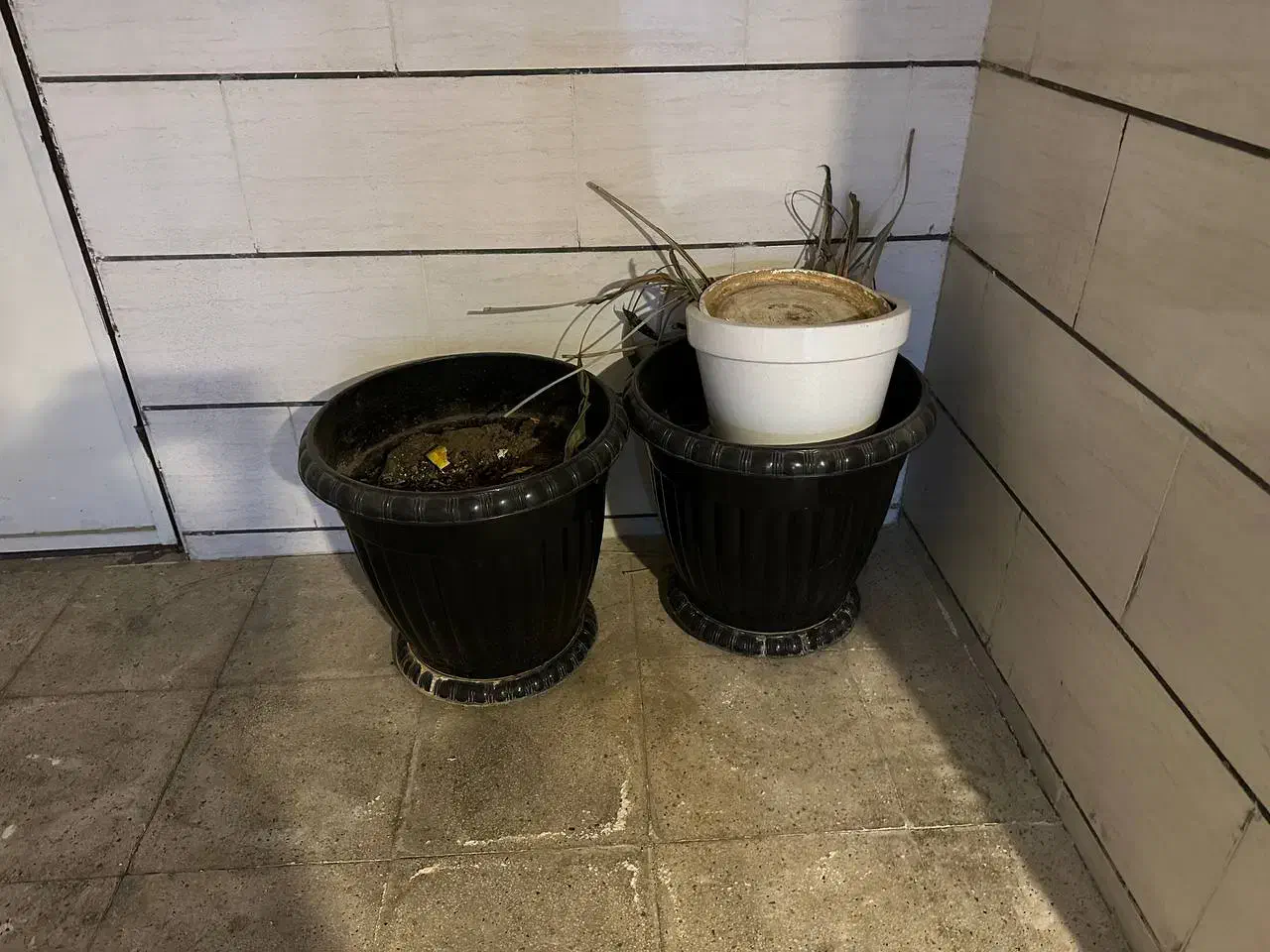 گلدون بسیار بزرگ مناسب درختچه|گل و گیاه طبیعی|شیراز, شهرک گلستان|دیوار