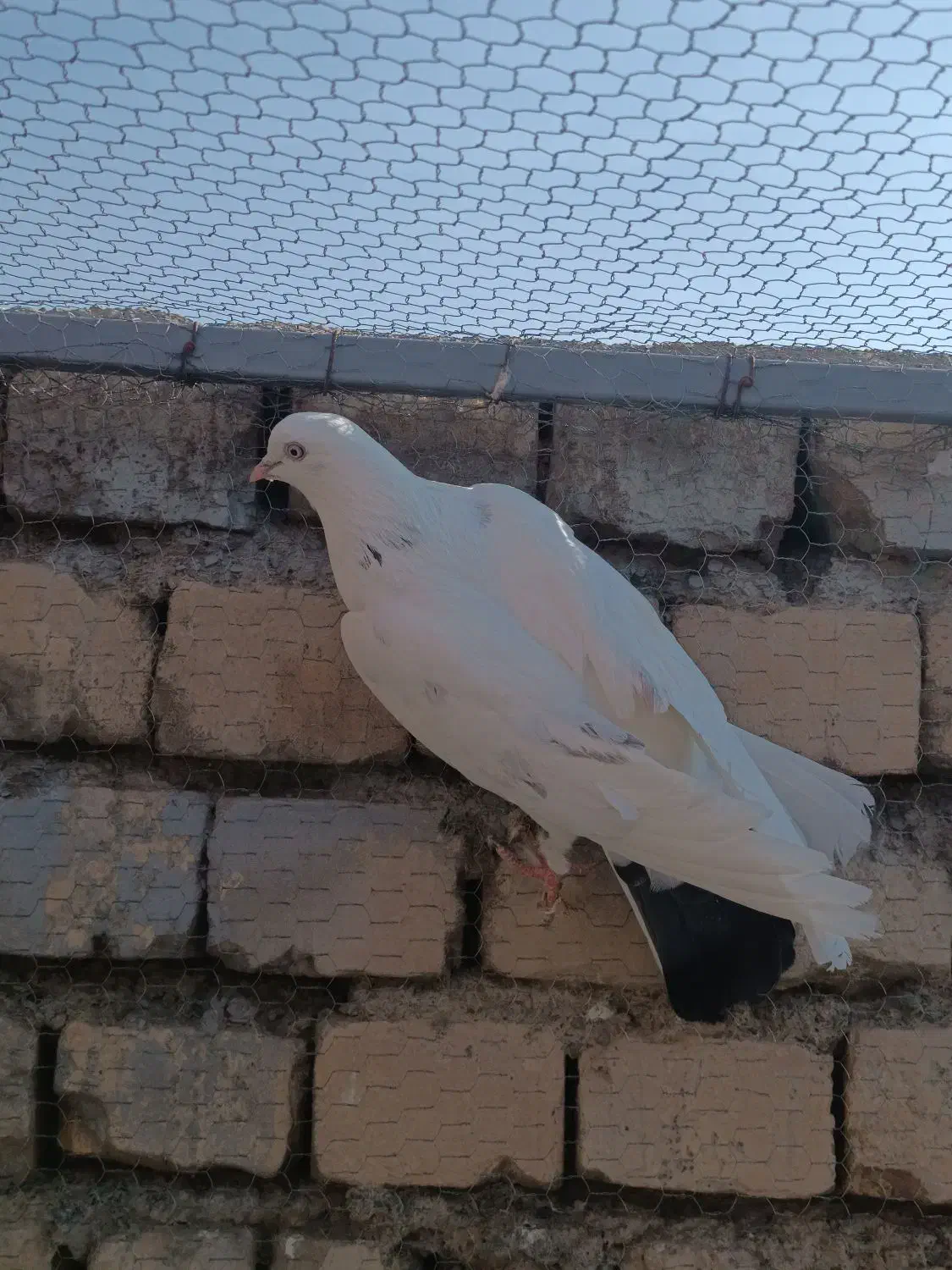 کبوتر|پرنده|معصومیه, |دیوار