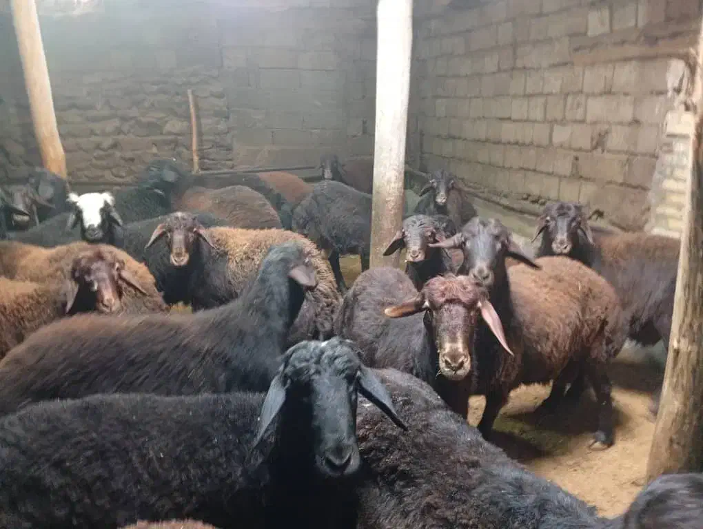 فروش 47 راس بره جفتی 115 کیلو به فروش میرسد|حیوانات مزرعه|تکاب, |دیوار