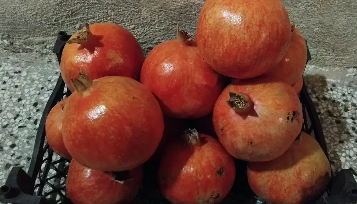 انار پردانه پر آب|خوردنی و آشامیدنی|تربت‌حیدریه, حسنی بالا|دیوار