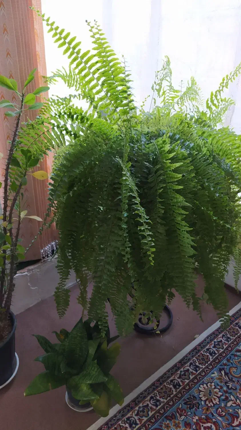 گل سرخس|گل و گیاه طبیعی|بروجن, |دیوار