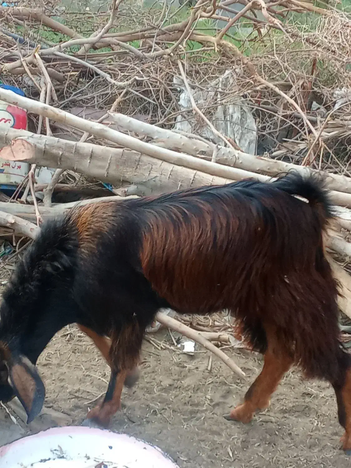 برای فروش نقدی|حیوانات مزرعه|بمانی, |دیوار