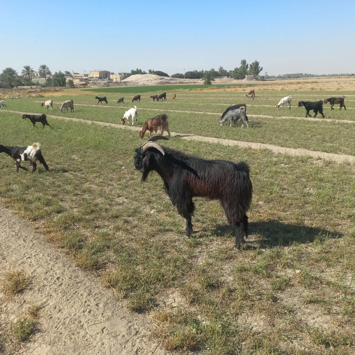 فروش یک عدد پازن داشتی|حیوانات مزرعه|هندیجان, |دیوار