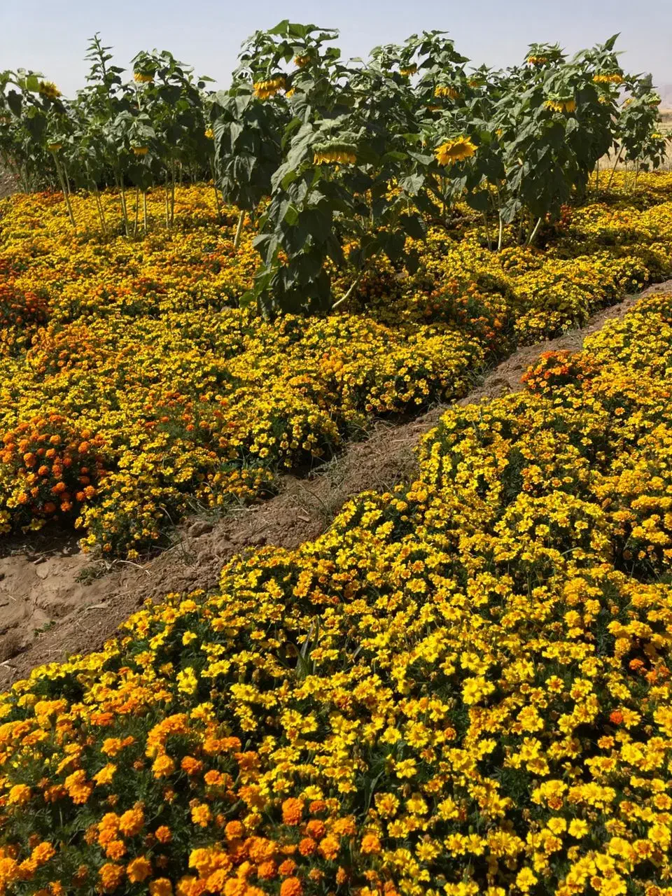 بذرگل|گل و گیاه طبیعی|بابل, |دیوار