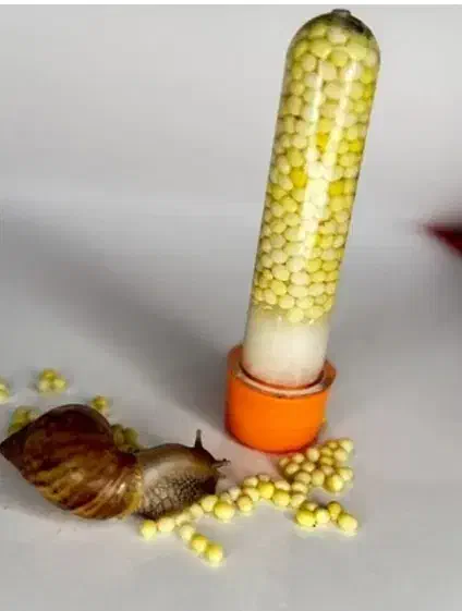 خاویار حلزون|خزنده|ساوه, |دیوار