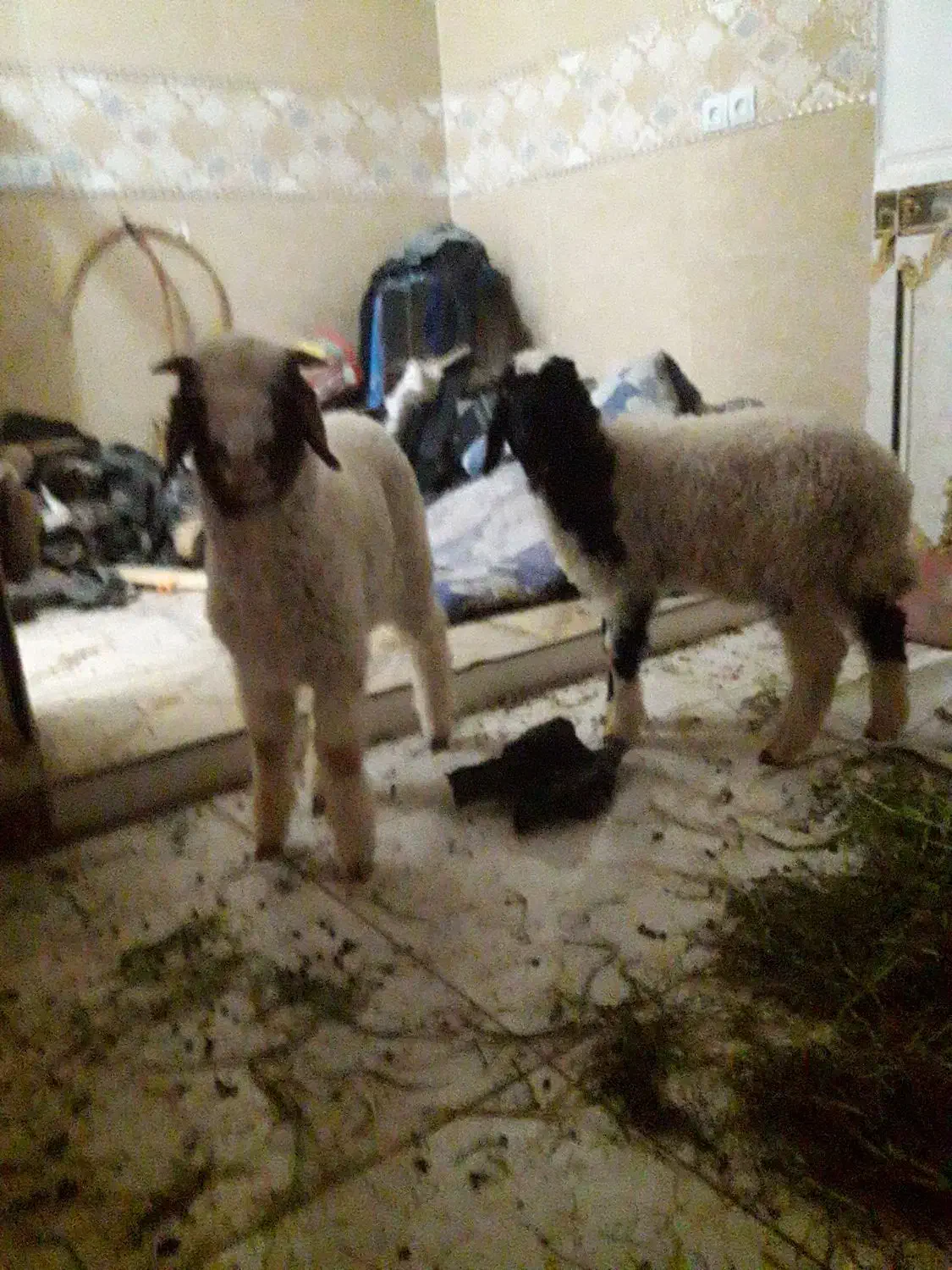 گوسفند نر دو عدد حمیدیه|حیوانات مزرعه|حمیدیه, |دیوار