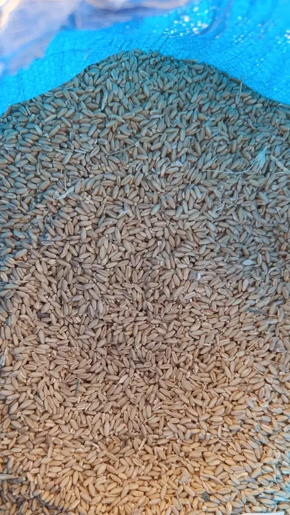 فروش گندم دیم|خدمات باغبانی و درختکاری|اقلید, |دیوار