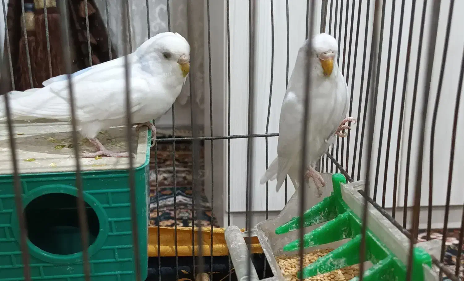 مرغ عشق|پرنده|کبودرآهنگ, |دیوار