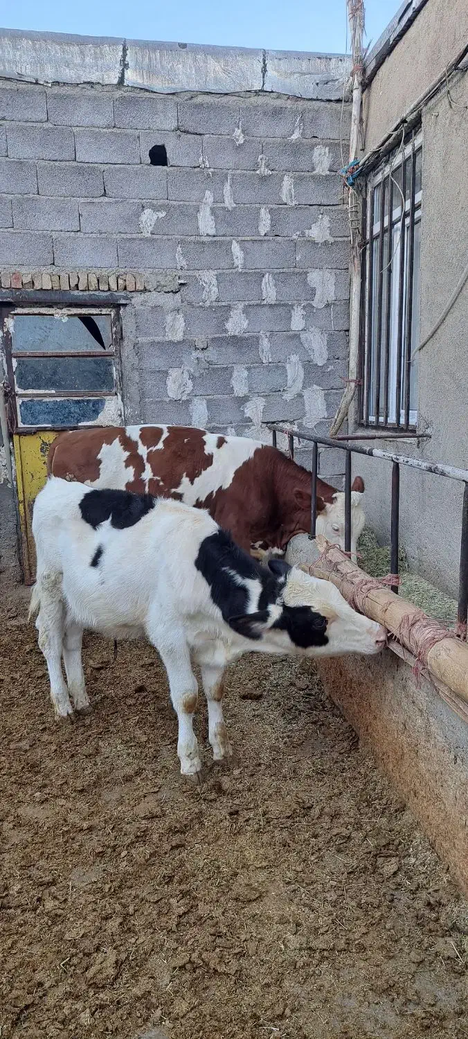 سیمینتال وهلشتاین|حیوانات مزرعه|چهاردولی, |دیوار