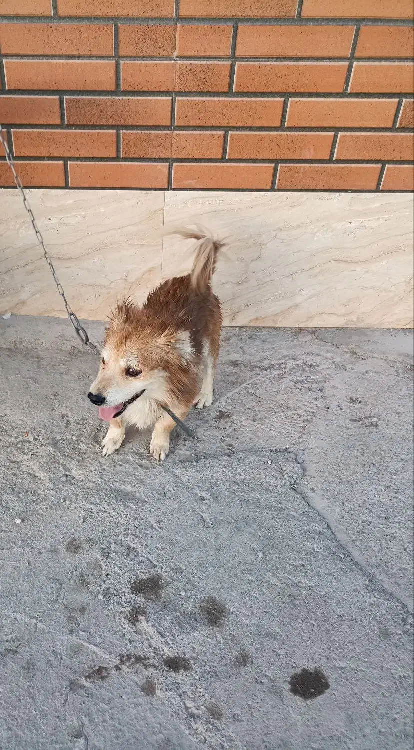 سگ اشپیتز|سگ|کرمان, |دیوار