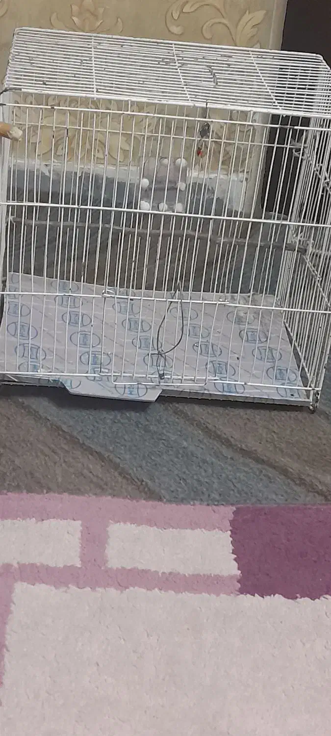 دوعدد قفس پرنده|لوازم جانبی حیوانات|بهارستان, |دیوار