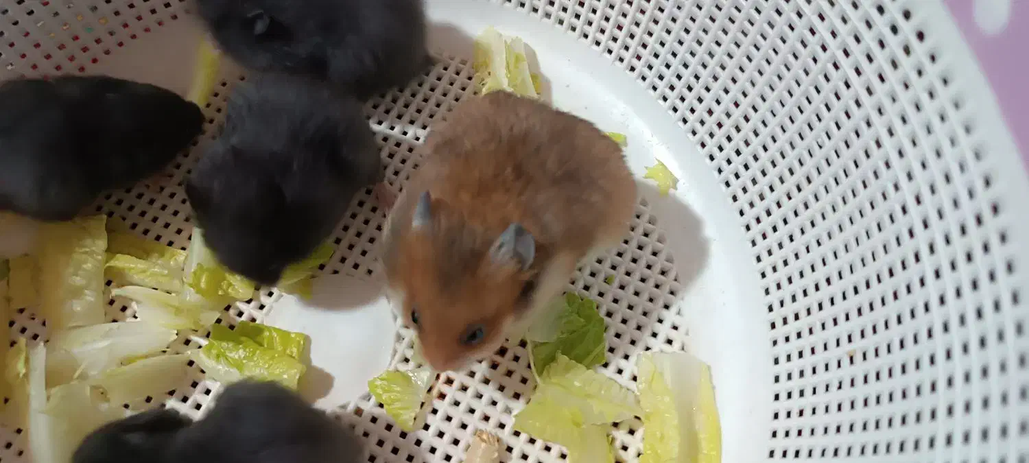 بچه همستر|موش و خرگوش|کرمان, |دیوار