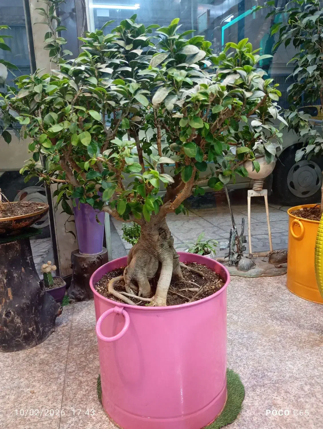 بن سای جنسینگ|گل و گیاه طبیعی|تهران, دروازه شمیران|دیوار