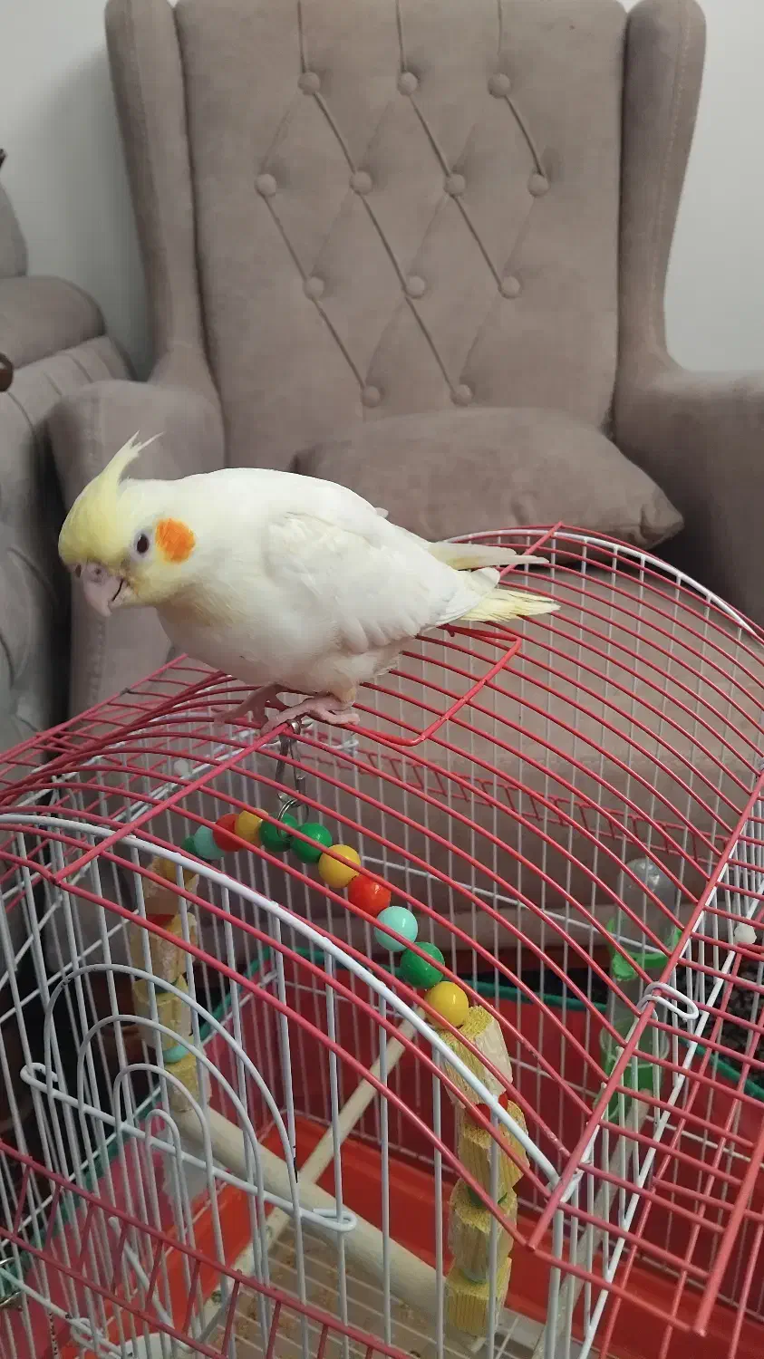 جوجه سرلاکی عروس هلندی دونخورشده معاوضه دارم|پرنده|صائین قلعه, |دیوار