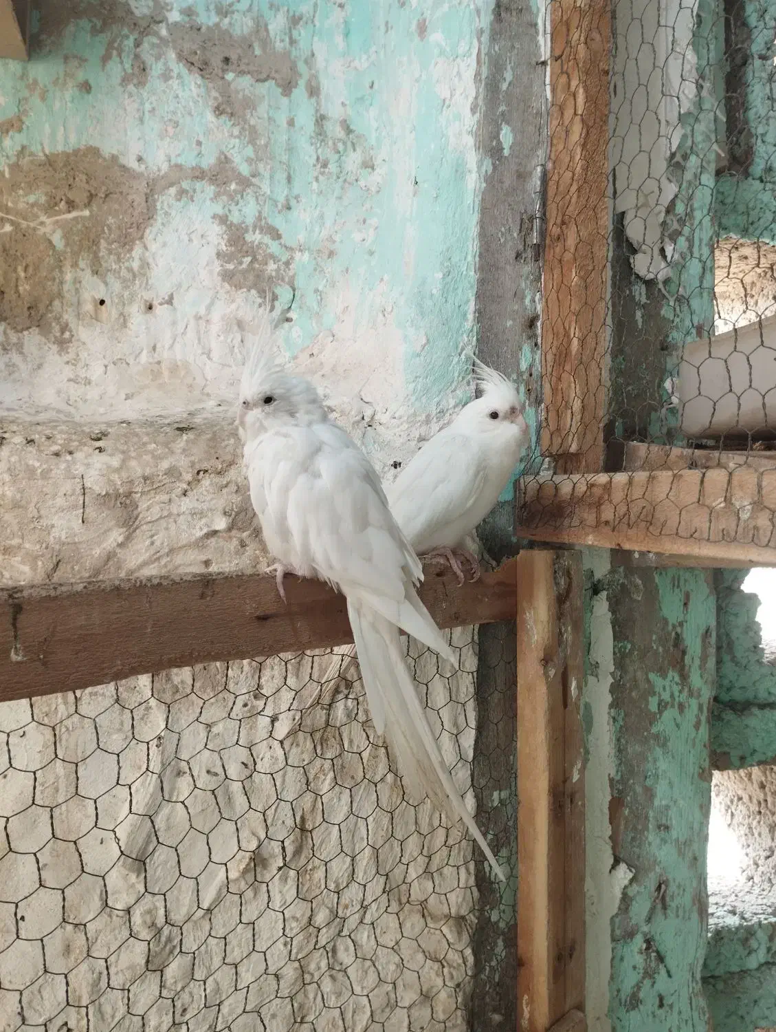 عروس هلندی آلبینو چشم قرمز|پرنده|بندرلنگه, |دیوار