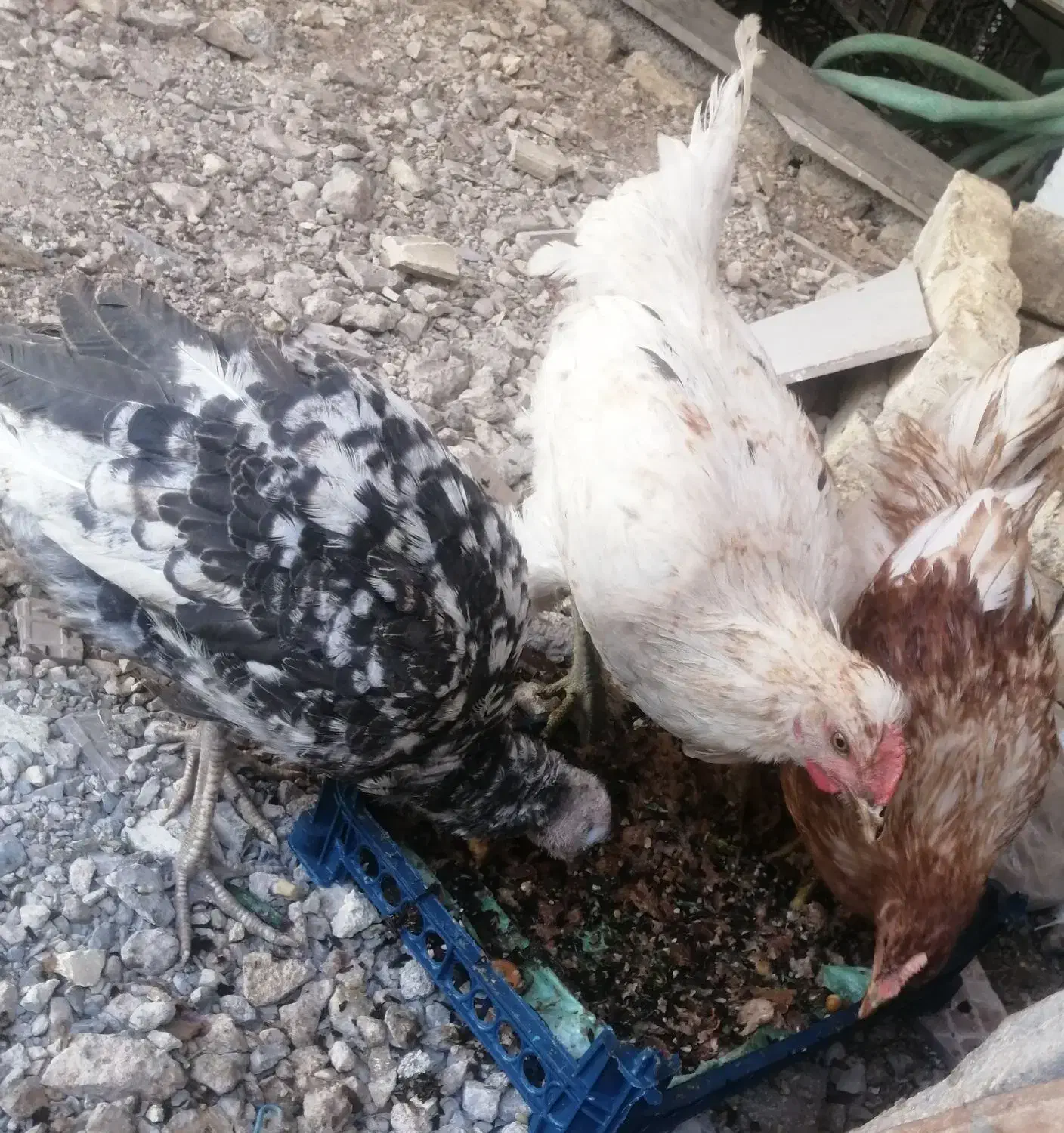 خروس جوان بوقلمون|حیوانات مزرعه|مبارکه, |دیوار