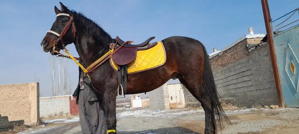 اسب کرد شش سال|اسب و تجهیزات اسب‌سواری|سلماس, |دیوار