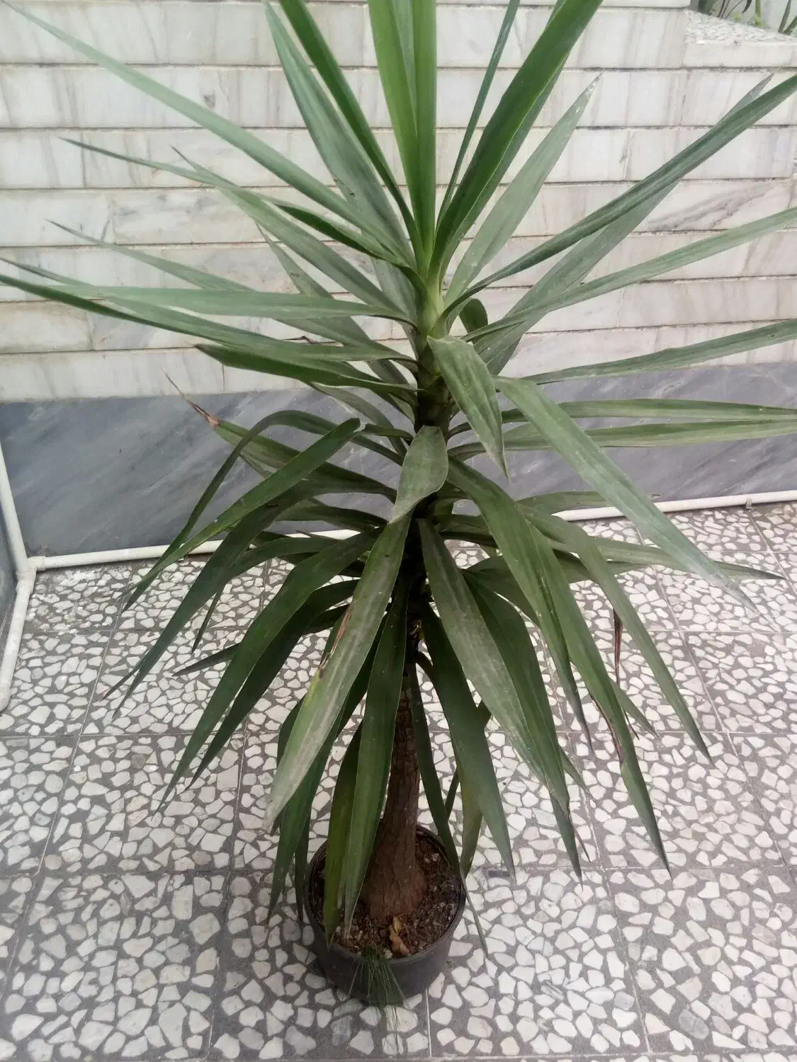 کل  یوکا کگ|گل و گیاه طبیعی|رشت, کوی طالقانی|دیوار