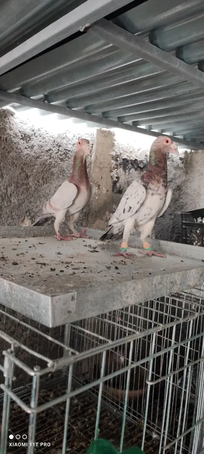 بغدادی کاریر سار سرور|پرنده|فولادشهر, B4|دیوار