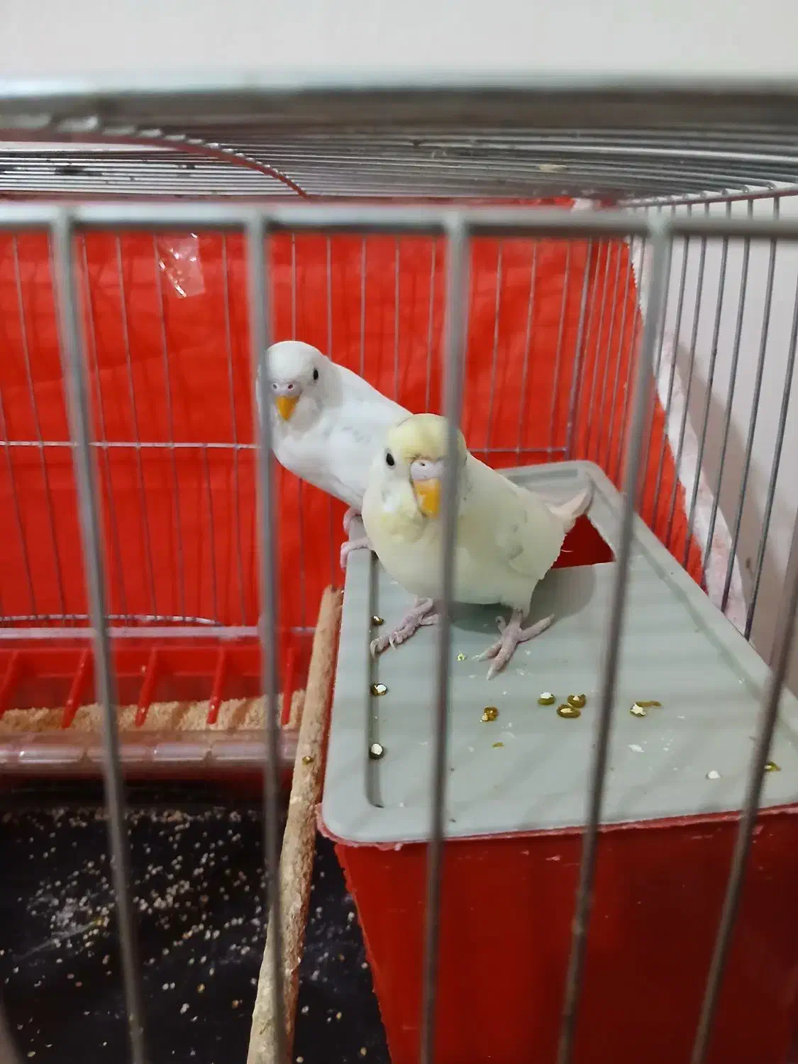 مرغ عشق معاوضه هم دارم با عروس هلندی|پرنده|نورآباد, |دیوار