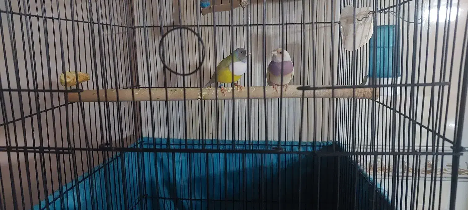 فنچ گلدین|پرنده|فردیس, شهرک ۱۱۰|دیوار