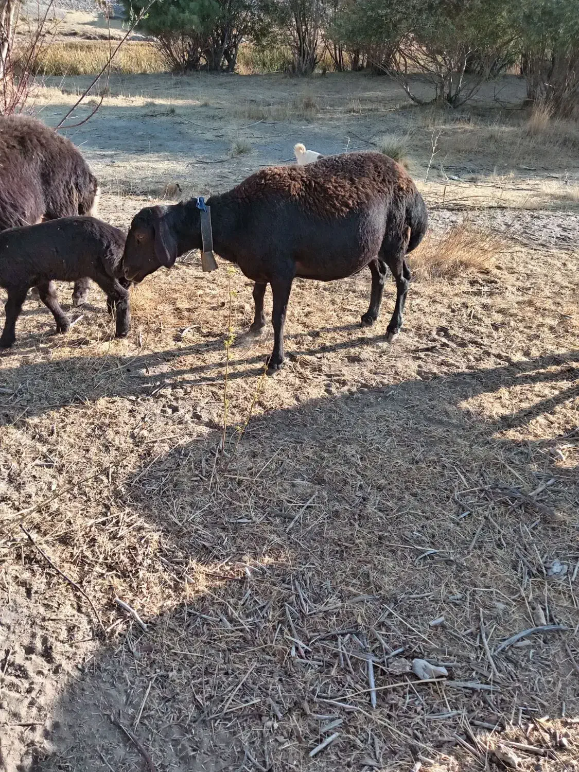 قوچ و میش|حیوانات مزرعه|اصفهان, باغ زرشک|دیوار