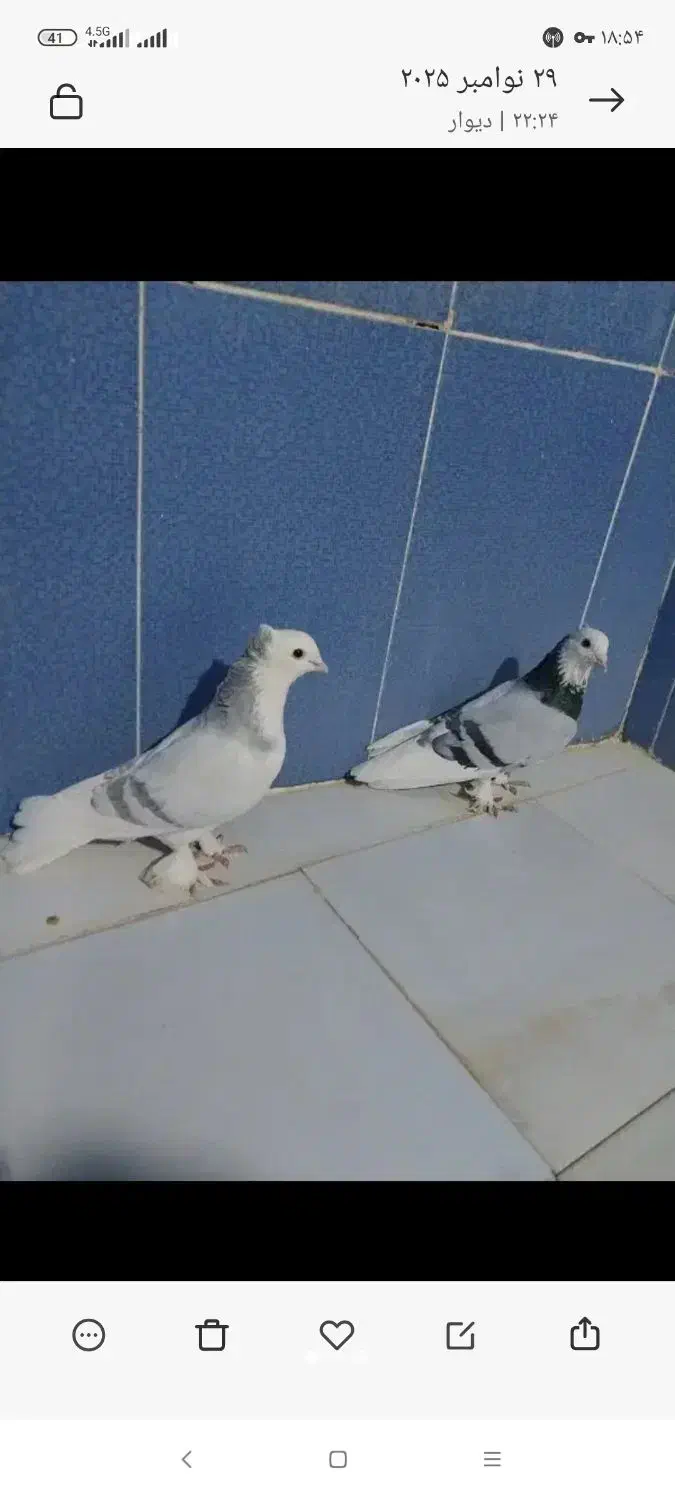 دونر کورکورو|پرنده|زهک, |دیوار