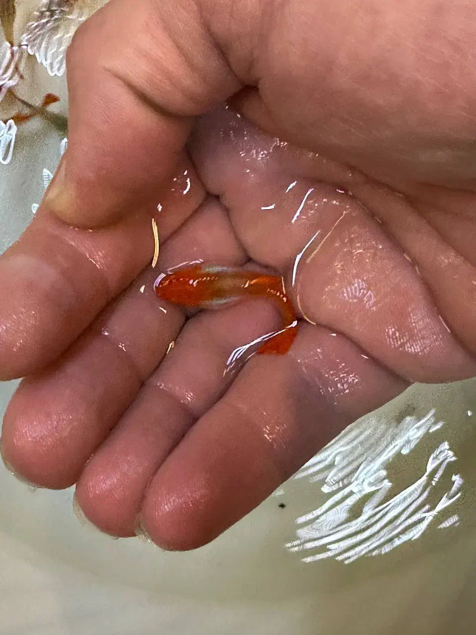 ماهی گوپی از ۶ هزار تا ۹ هزار|ماهی|تبریز, |دیوار