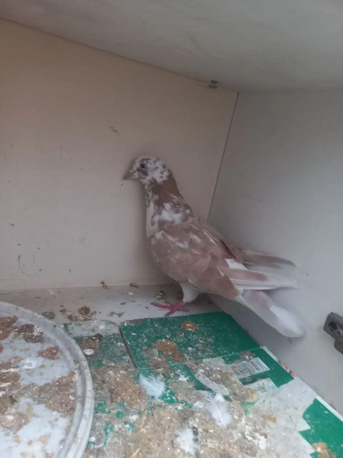 کبوتر|پرنده|اهواز, کوی رمضان|دیوار