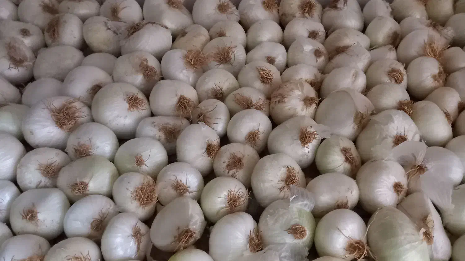 پیاز بومی از خودم کشاورزم|گل و گیاه طبیعی|آران و بیدگل, |دیوار