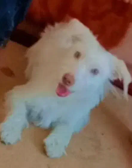 سگ خانگی|سگ|قم, آزادگان|دیوار