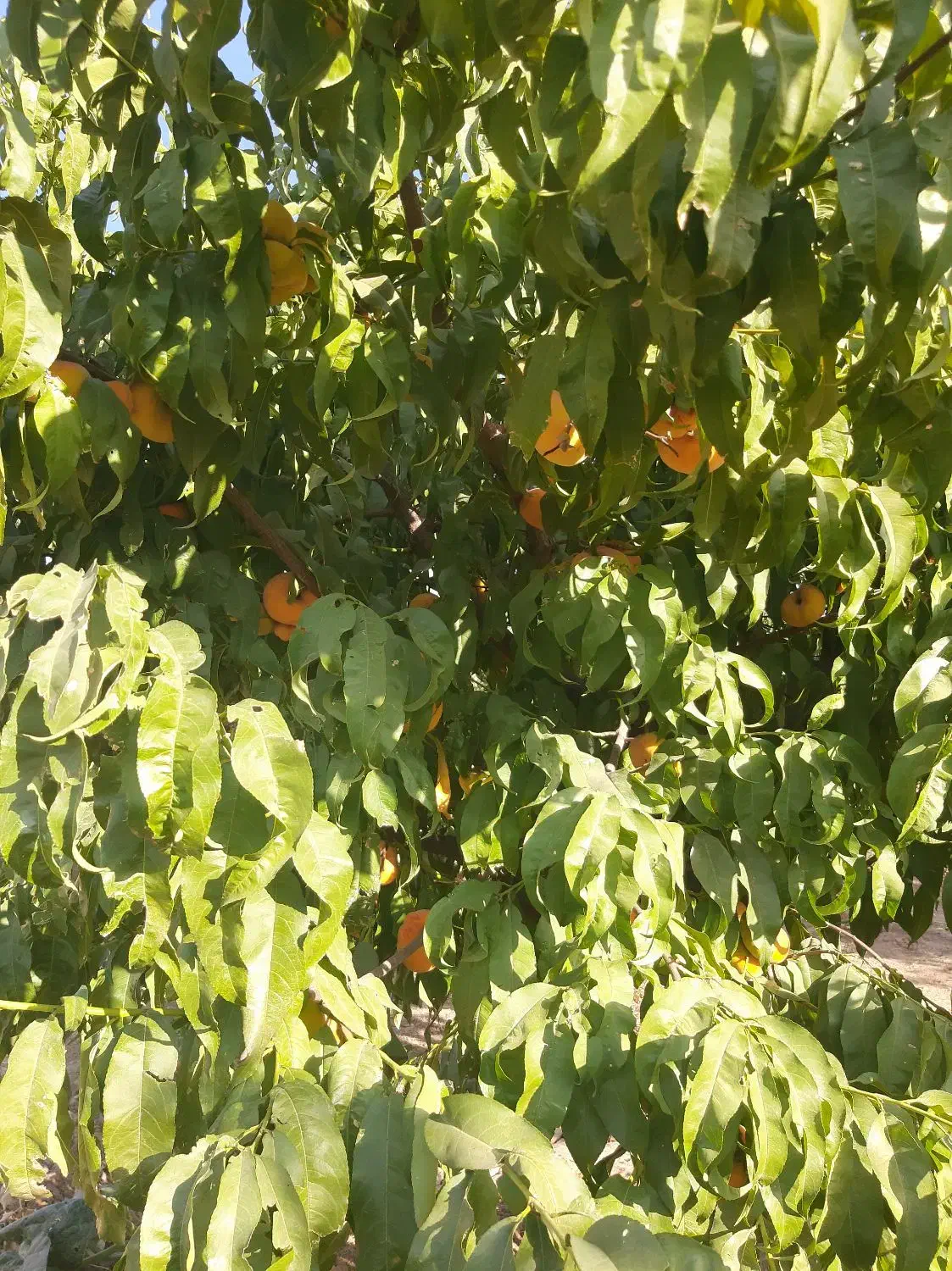 فروش باغ ۴ ساله با انواع درختان، جباراباد دینور|فروش دفتر صنعتی، کشاورزی، تجاری|سنقر, |دیوار