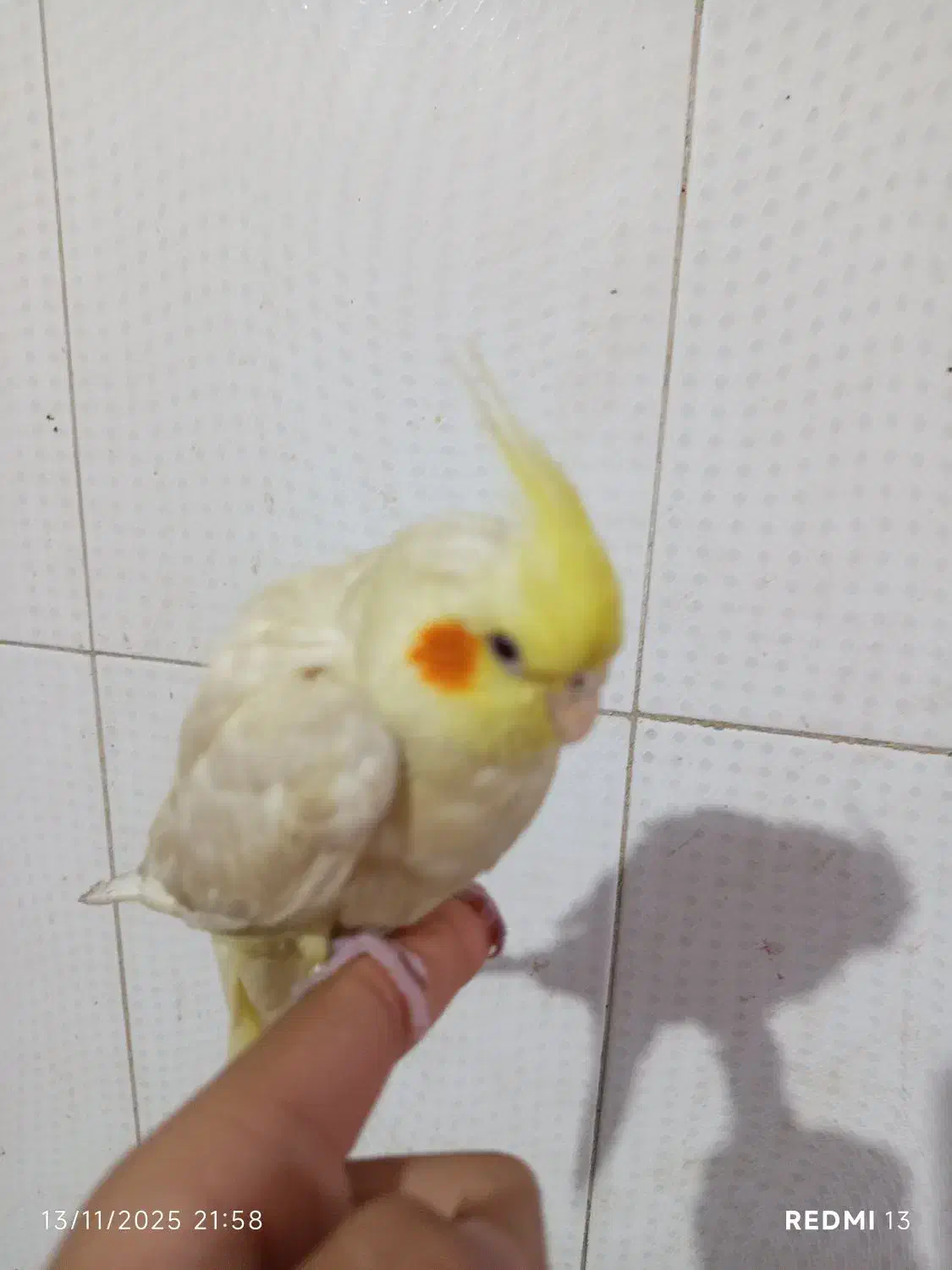 جوجه عروس هلندی لوتینو|پرنده|سیرجان, |دیوار