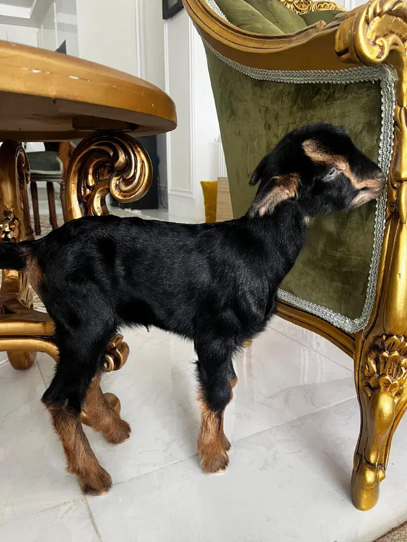 بزغاله ناقلا|حیوانات مزرعه|همدان, |دیوار