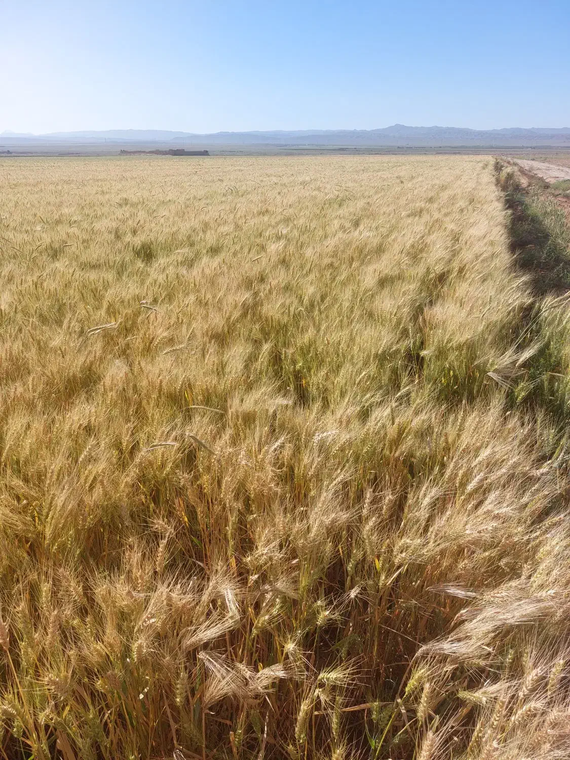 گندم|لوازم جانبی حیوانات|شاهرود, |دیوار