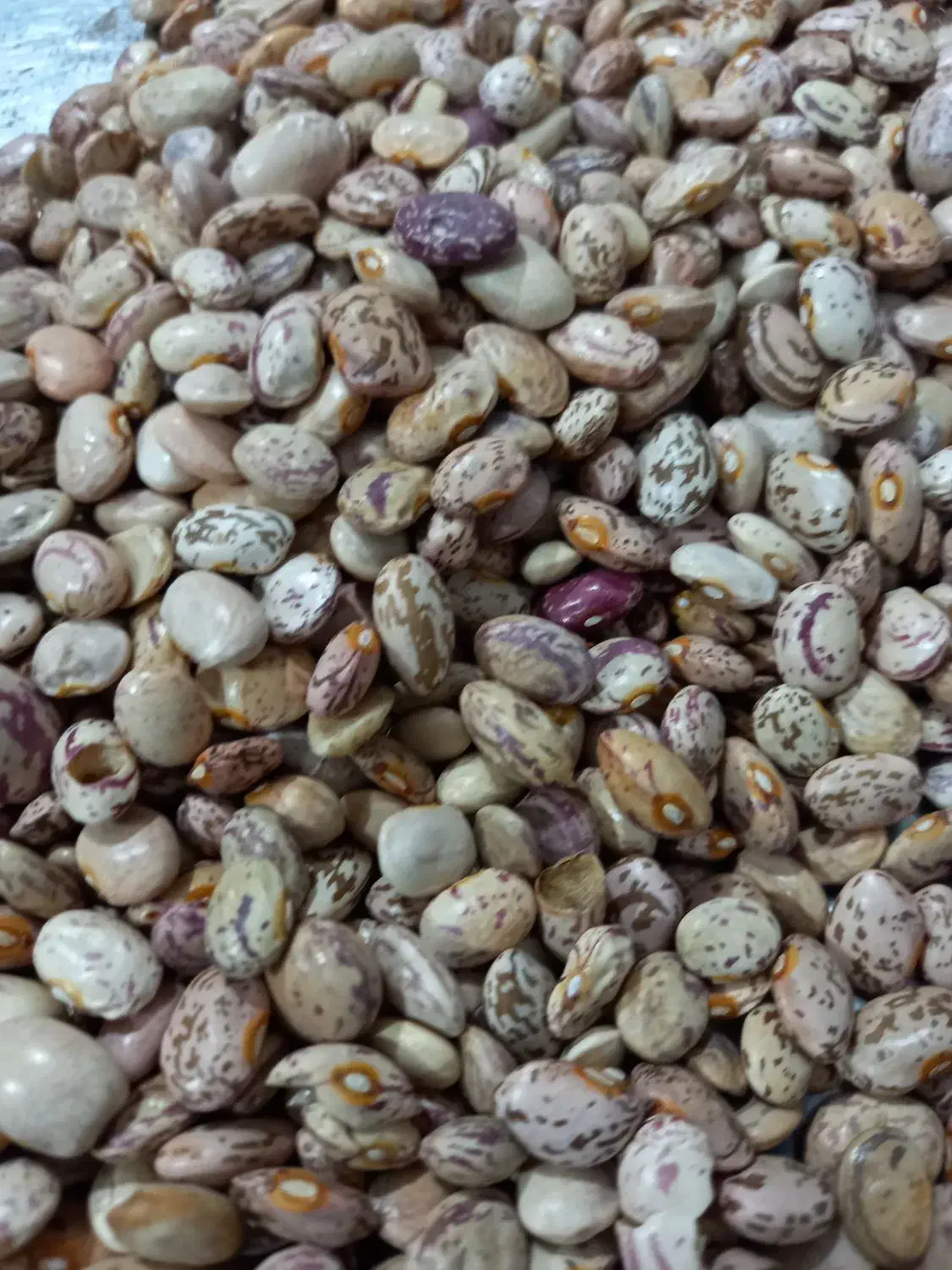 لوبیا|خوردنی و آشامیدنی|سراب, |دیوار