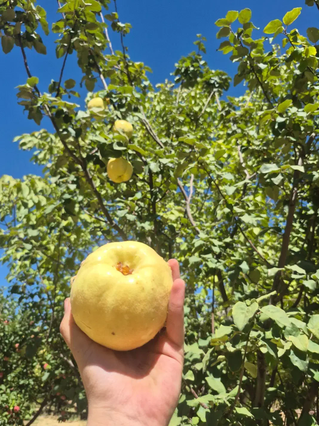 به تازه|خوردنی و آشامیدنی|شیراز, شهرک گلستان شمالی|دیوار