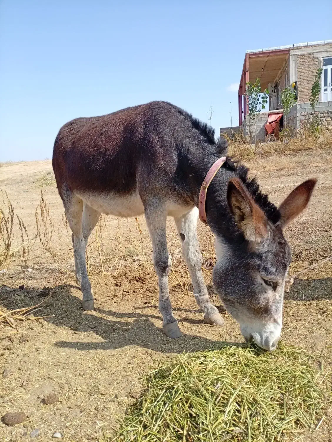 خر جوان آرام|حیوانات مزرعه|چهاردانگه (آذربایجان), |دیوار