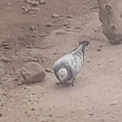 یک جفت کبوترمسافتی|پرنده|مینودشت, |دیوار