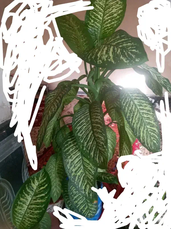 گل دیفن|گل و گیاه طبیعی|اهر, |دیوار