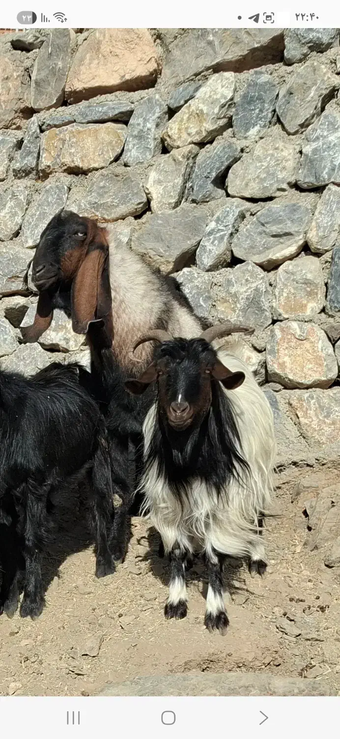 بز و بزغاله ودبر|حیوانات مزرعه|باغ بهادران, |دیوار