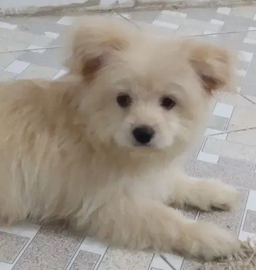 حیوانات|سگ|کرمان, |دیوار