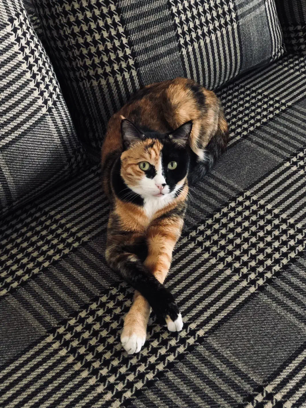 گربه گمشده نامجو|حیوانات|مشهد, شهید بهشتی|دیوار